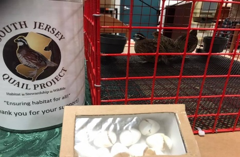 A close-up of quail in a red cage. The SJQP logo is on the left of cage and a box of egg shells in front